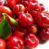 árbol de acerola - acerola - cereza de Barbados - cultivo tropical - planta rica en vitamina C - beneficios de la acerola - jardinería tropical - frutas tropicales