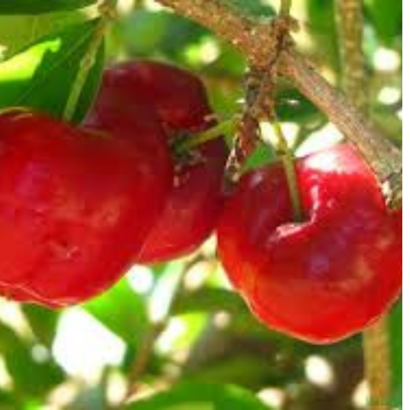 árbol de acerola - acerola - cereza de Barbados - cultivo tropical - planta rica en vitamina C - beneficios de la acerola - jardinería tropical - frutas tropicales