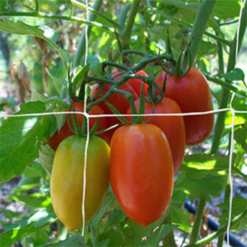 Red de enrejado - Malla para plantas trepadoras - Protección para verduras - Control de plagas - Red antiaves - Soporte para plantas - Jardinería urbana - Cultivos en espacios pequeños