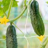 Red de enrejado - Malla para plantas trepadoras - Protección para verduras - Control de plagas - Red antiaves - Soporte para plantas - Jardinería urbana - Cultivos en espacios pequeños