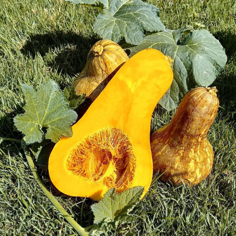 Calabaza Cuello Largo - Semillas de calabaza - Huertos caseros
 - Cultivo de calabazas - Frutas alargadas-    - Plantas de calabaza