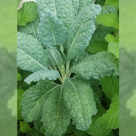 Semillas de col rizada -Kale "Lacinato" - Dinosaur Kale - Nutrición vegetal - Cultivo de kale - Vitaminas A y C - Plantas alcalinas