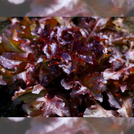 Semillas de lechuga - Lechuga roja - Cultivo de lechuga - Ensaladas frescas - Nutrición vegetal - Jardinería casera - Suelo suelto