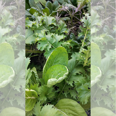 Semillas de lechuga - Mezcla de lechugas - Cultivo de lechuga - Ensaladas frescas - Nutrición vegetal - Huertos caseros - Crecimiento rápido