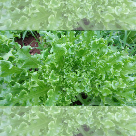 Semillas de lechuga - Lechuga rizada - Cultivo de lechuga - Ensaladas frescas
 - Textura en ensaladas -  Jardinería casera - Suelo suelto