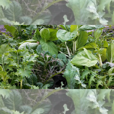 Semillas de mostaza - Mix de mostaza - Cultivo de mostaza - Sabores en ensaladas - Jardinería casera - Crecimiento rápido - Vegetales frescos