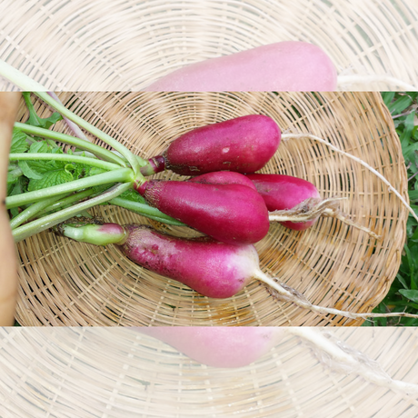 Semillas de rábano - Rábano picante - Raíz fresca
 - Verduras para ensaladas - Jardinería casera - Huertos urbanos - Hojas comestibles