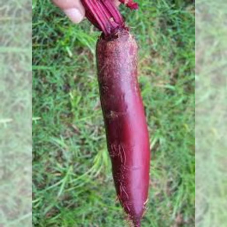 Semillas de remolacha - Remolacha Cylindra - Raíces alargadas - Verduras frescas - Jardinería casera - Huertos urbanos - Hojas comestibles