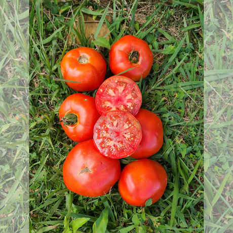 Semillas de tomate - Tomate Cubanero - Tomates tropicales - Frutos jugosos - Jardinería tropical - Huertos urbanos - Cultivo de tomates
