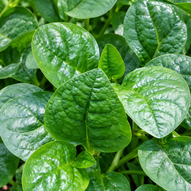 Semillas de Espinaca Malabar Verde para sembrar