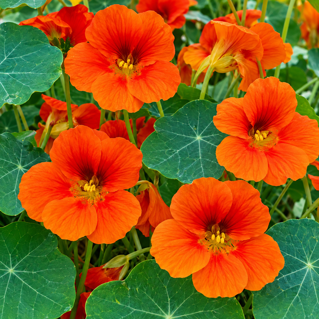 Flor de Jacinto Nasturtium para sembrar