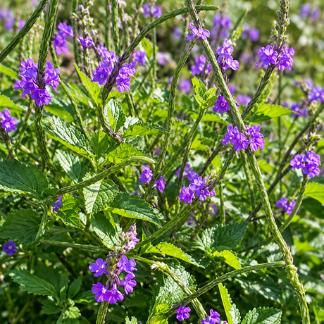 Semillas de Verbena - Flores violetas para polinizadores