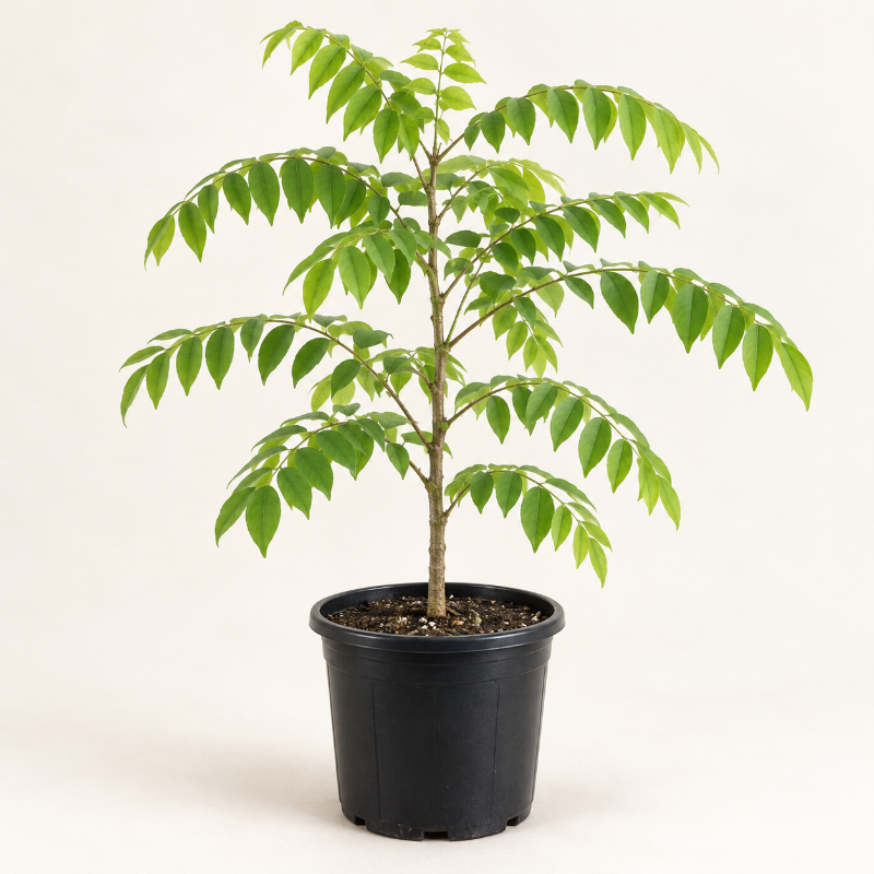 Árbol de Grosella