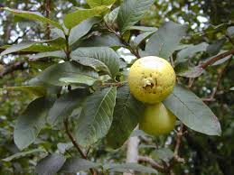 Guayaba redonda blanca