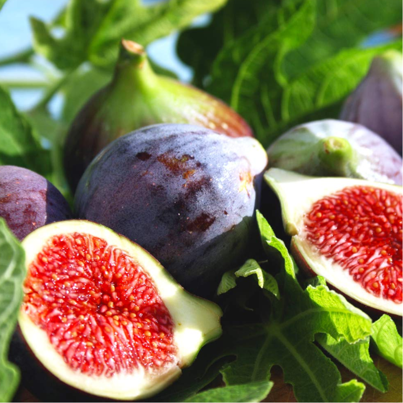 Esqueje de higo Black Mission para siembra