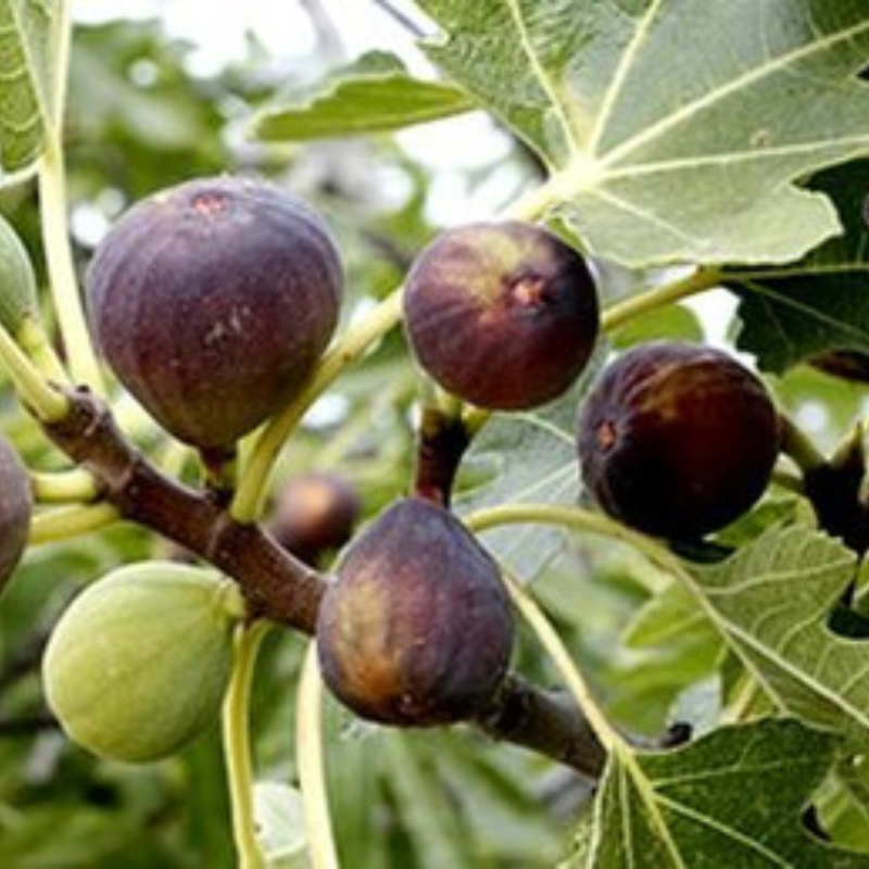 Planta de higo para cultivo casero