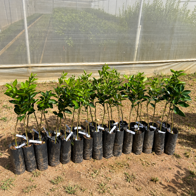 Árbol frutal cítrico China Nebo Roja para sembrar