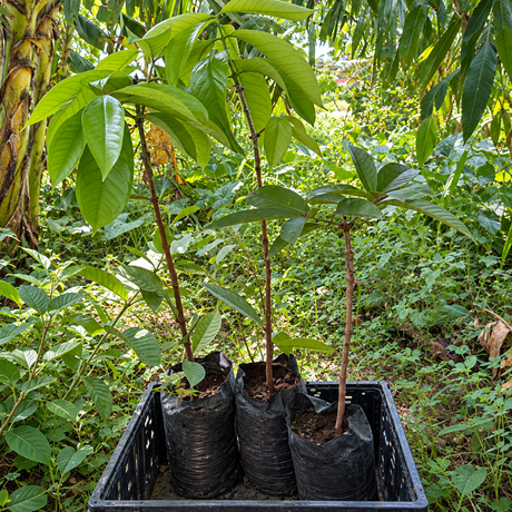 Arbolito de pomarosa injertada de Cultivos Borinquen.