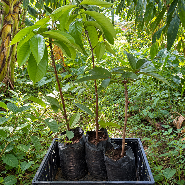 Arbolito de pomarosa injertada de Cultivos Borinquen.