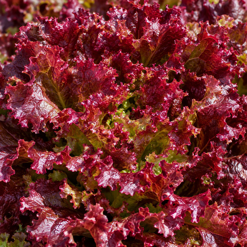 Semilla Lechuga Roja