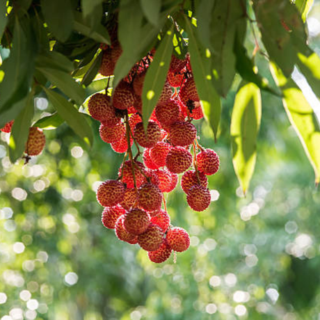 Racimo de frutos de lychee maduros