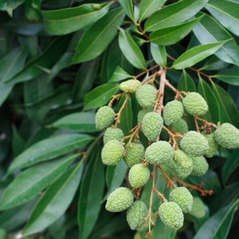 Árbol frutal tropical de lychee en tiestos