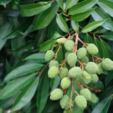 Árbol frutal tropical de lychee en tiestos