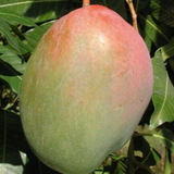 Injerto Mango