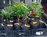 Injerto Mango
