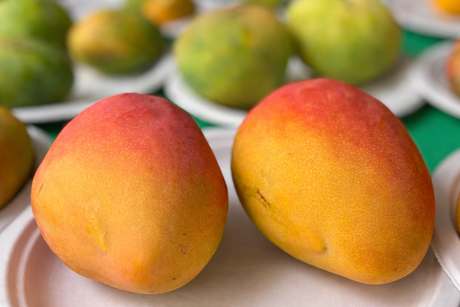 Injerto Mango
