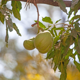 Árbol de Pera Criolla o Sapote Blanco en crecimiento