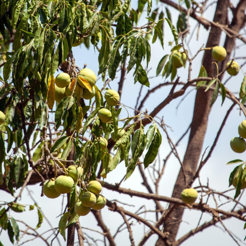 Fruto maduro de Sapote Blanco de pulpa cremosa