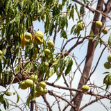 Fruto maduro de Sapote Blanco de pulpa cremosa