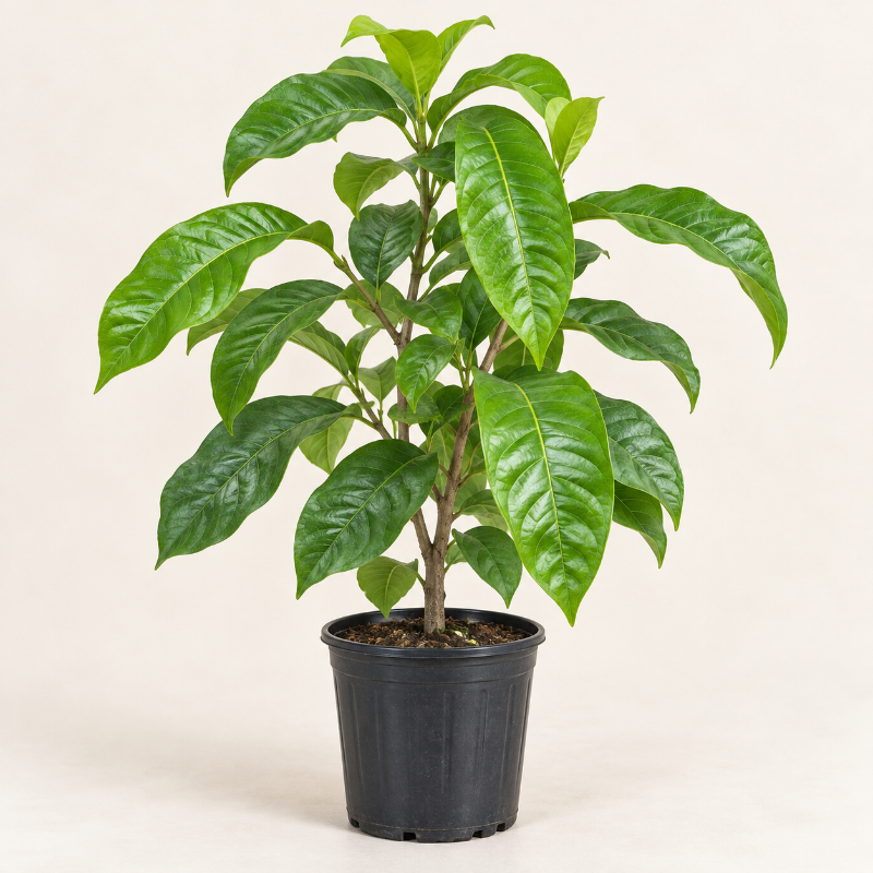Árbol Pomarrosa
