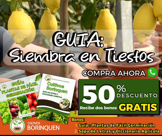 Guía práctica para sembrar en tiestos y cultivar en casa -Pasos sencillos para crear tu huerto en tiestos -Aprende a sembrar en tiestos con Cosecha en casa: guía paso a paso para cultivar en tiestos guía fácil y práctica 
