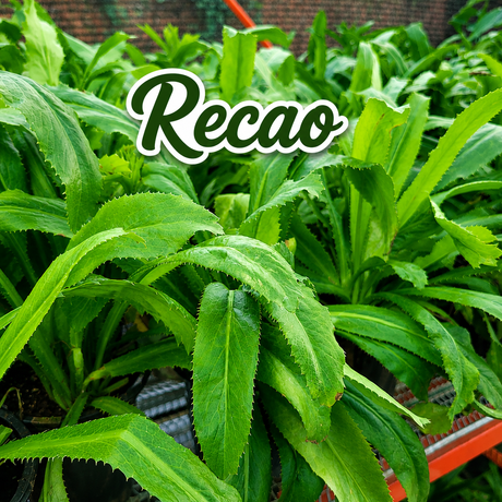 Semillas aromáticas para cocinar con ingredientes frescos