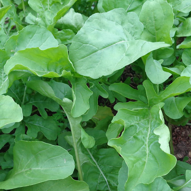 Semillas de rúcula de crecimiento rápido para ensaladas