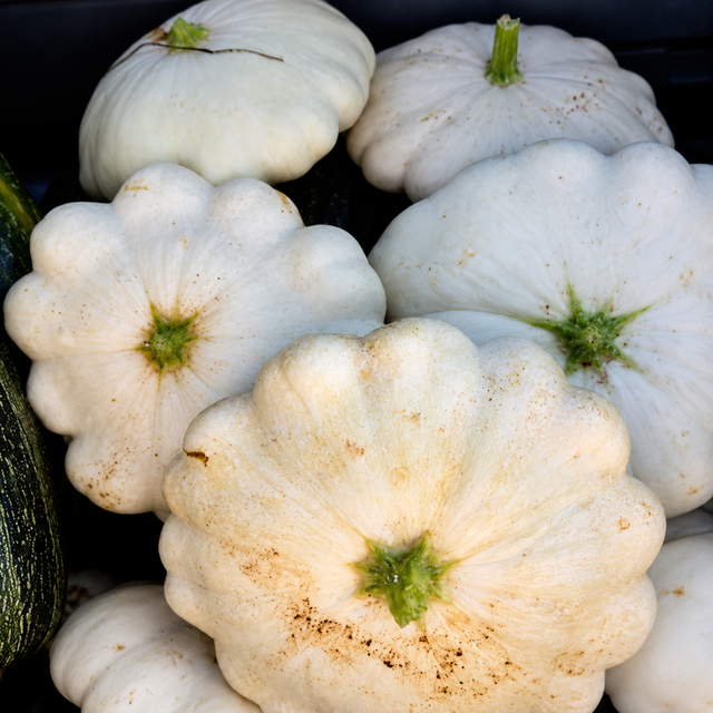Semillas de Calabacín Scallop para sembrar