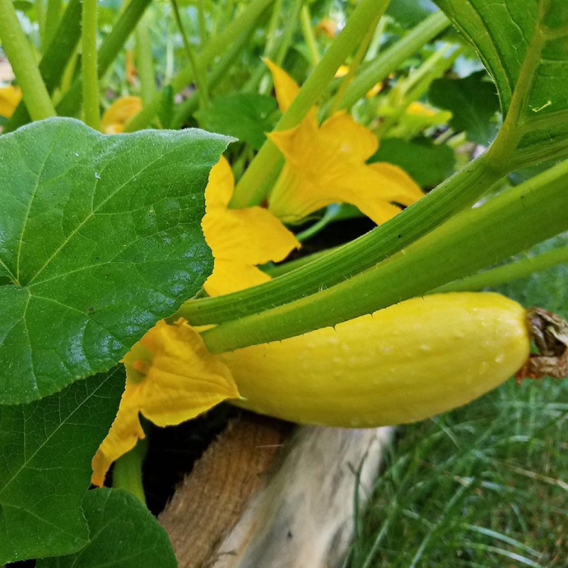 Semillas Calabín "Yellow Straightneck"
