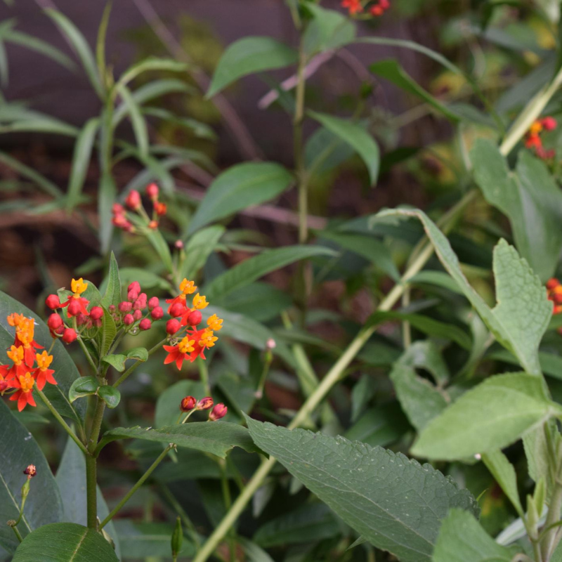 Semillas Flor de Algodoncillo