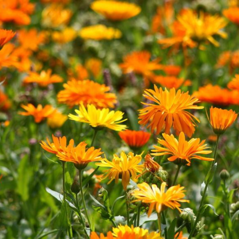 Semillas Flor de Calendula