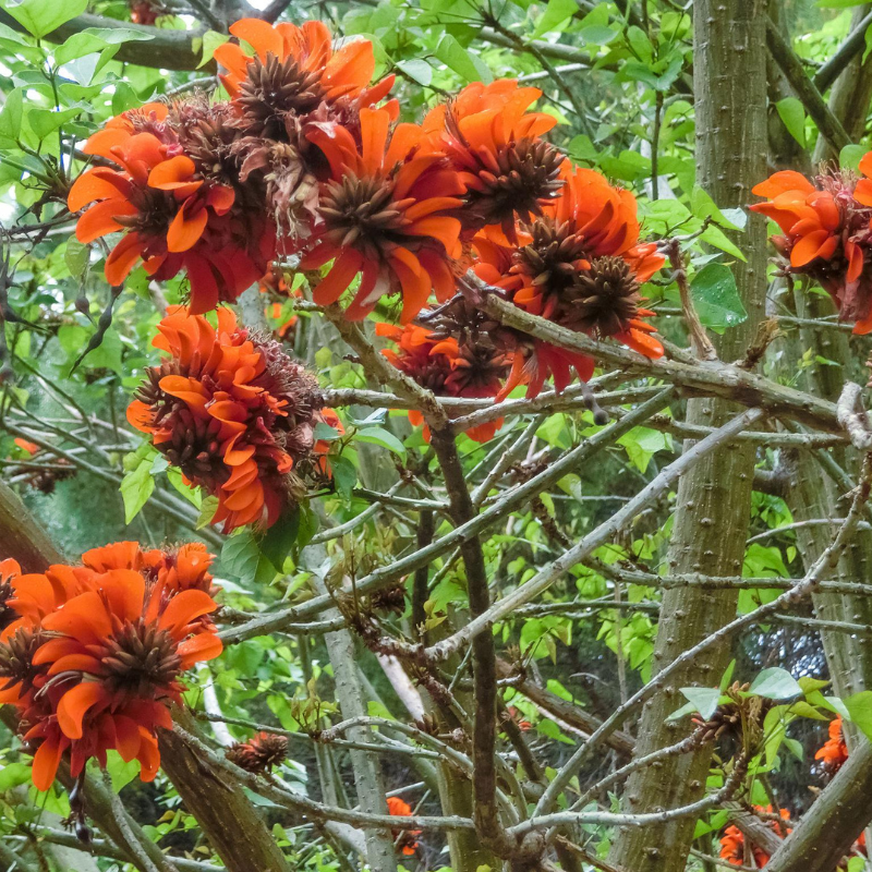 Semillas Flor de Siciliana