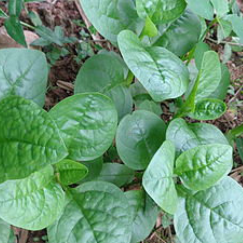 Cosecha de Espinaca Verde, ideal para huertos urbanos y cocina saludable.
