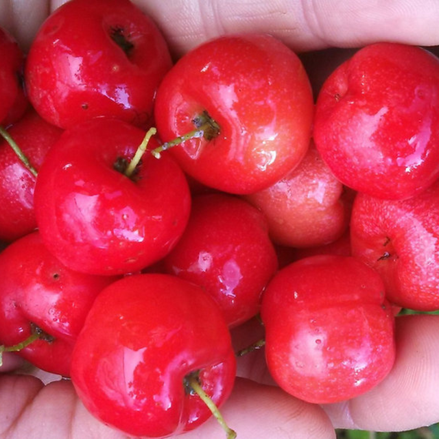 Semillas de acerola - Superfruta tropical