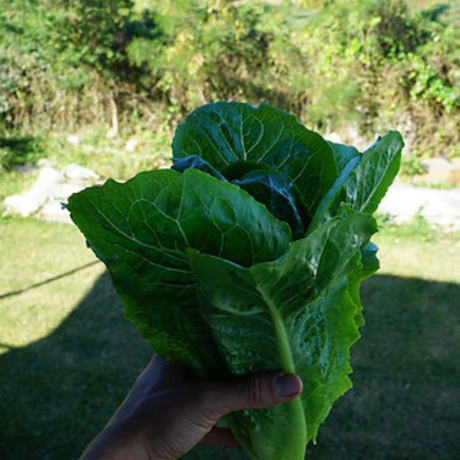 Lechuga Romana madura - Cosecha en 70 días