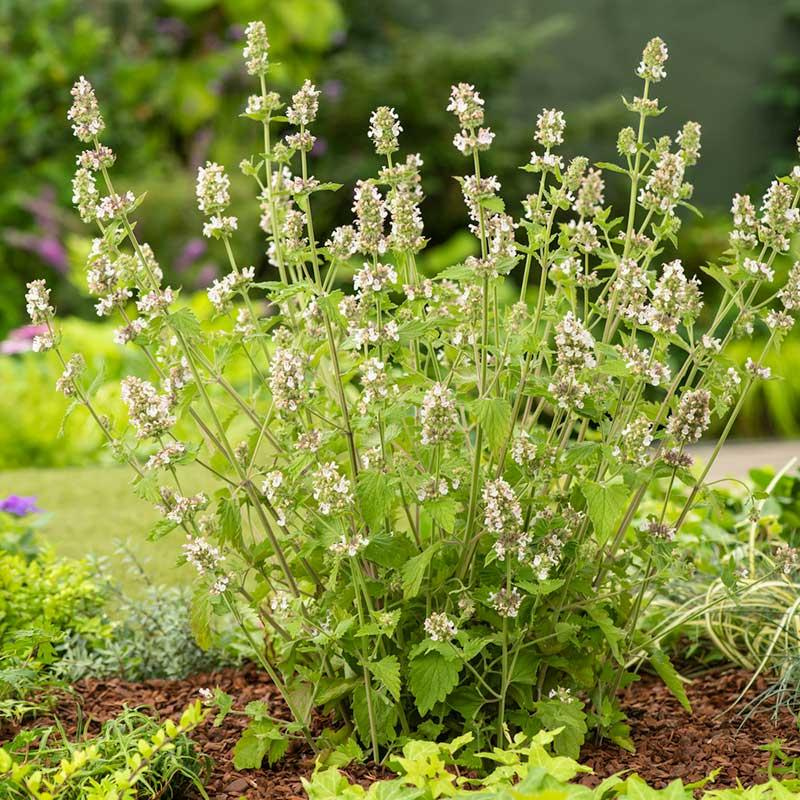 Semillas Menta de Gato Catnip