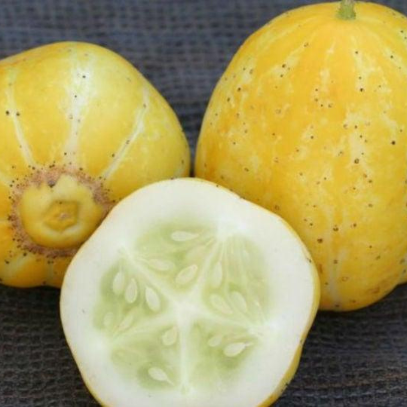 Semillas de Pepinillo Limon