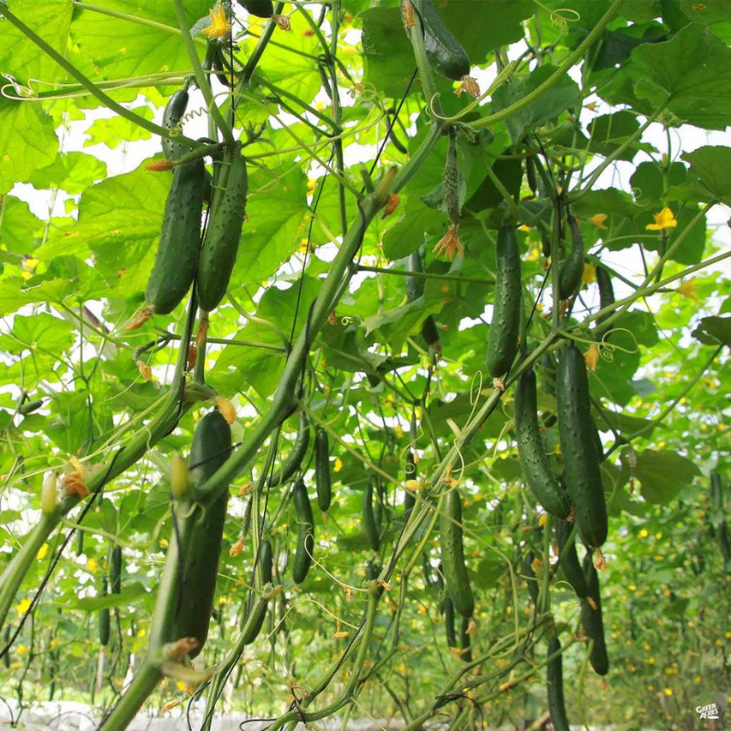 Semillas de Pepinillo Japones