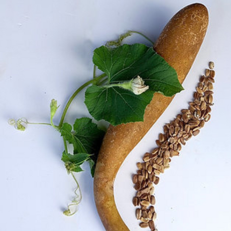 Semillas de güiro - Plantas tipo calabaza de rápido crecimiento