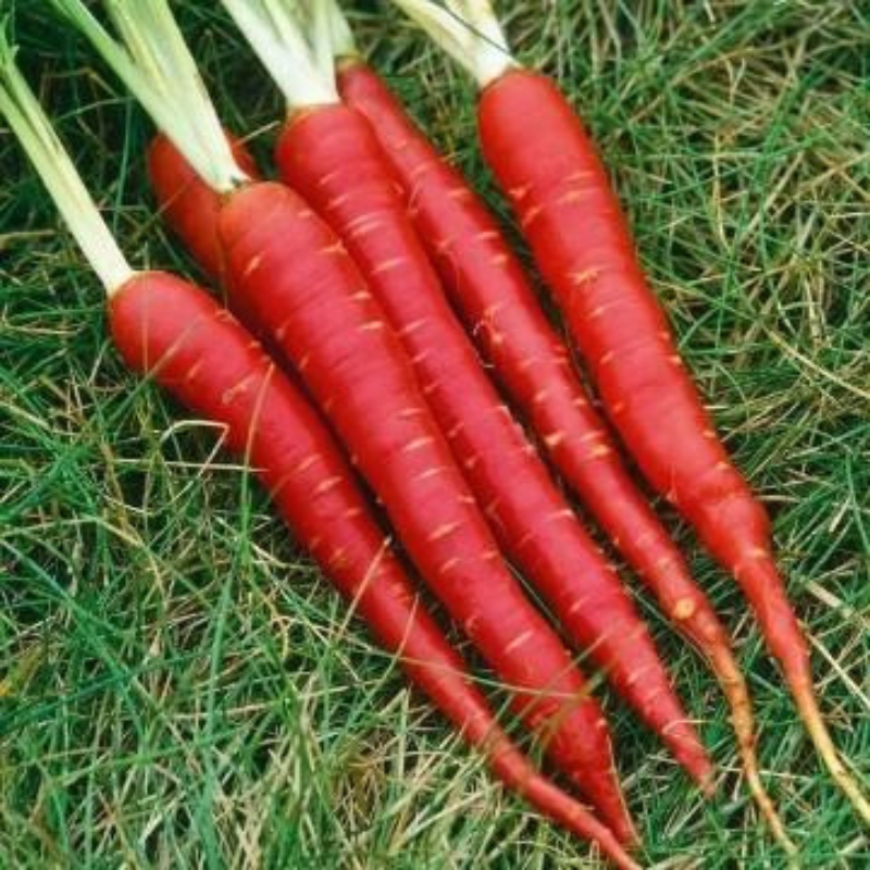 Semillas de Zanahoria Atomic Red
